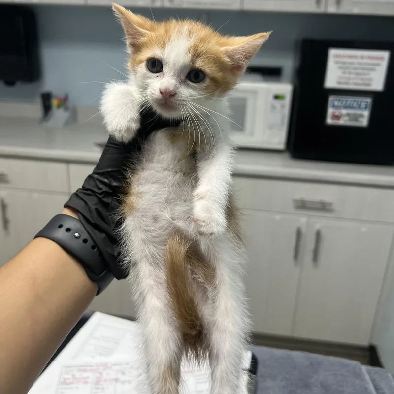 A baby small-sized female Orange / Red Domestic Short Hair cat named Bubble for adoption in Riverside, CA