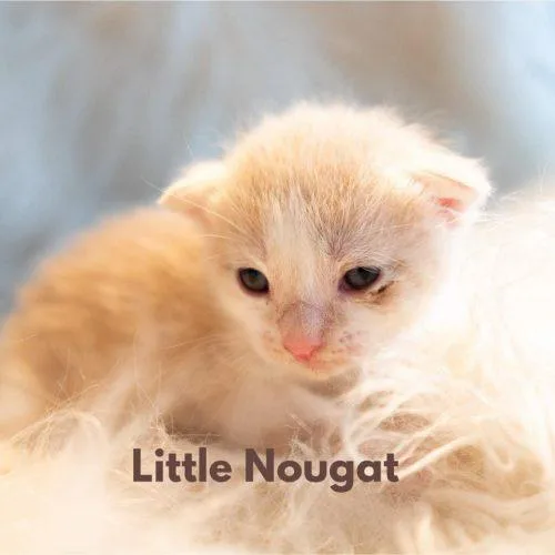 A baby small-sized male Domestic Short Hair cat named Little Nougat for adoption in Tipp City, OH