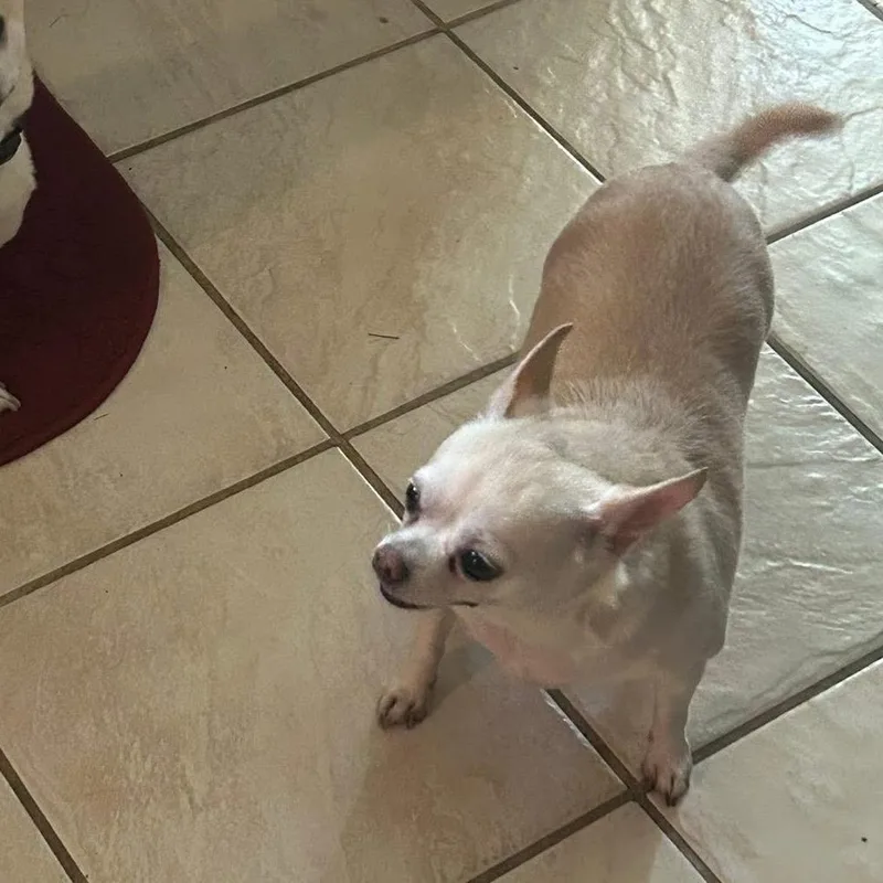 A senior small-sized female White / Cream Chihuahua dog named Eevee for adoption in Allen, TX