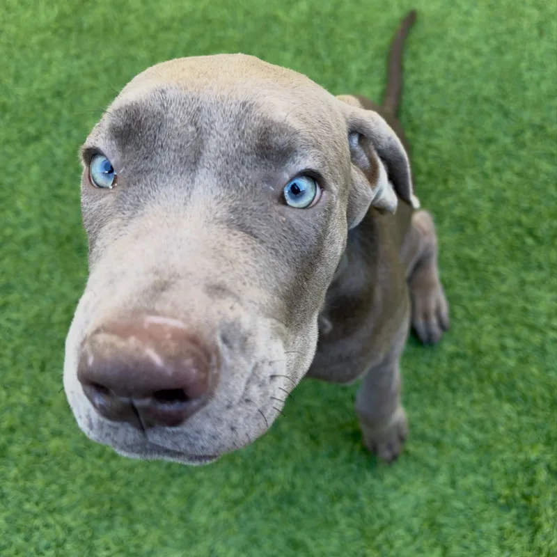 A baby large-sized female Cane Corso dog named Lizzie for adoption in Henderson, NV