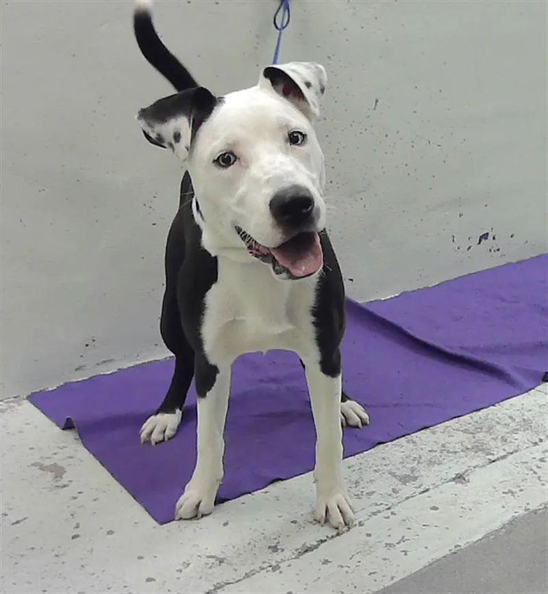 A young medium-sized male Staffordshire Bull Terrier dog named Potato for adoption in Houston, TX
