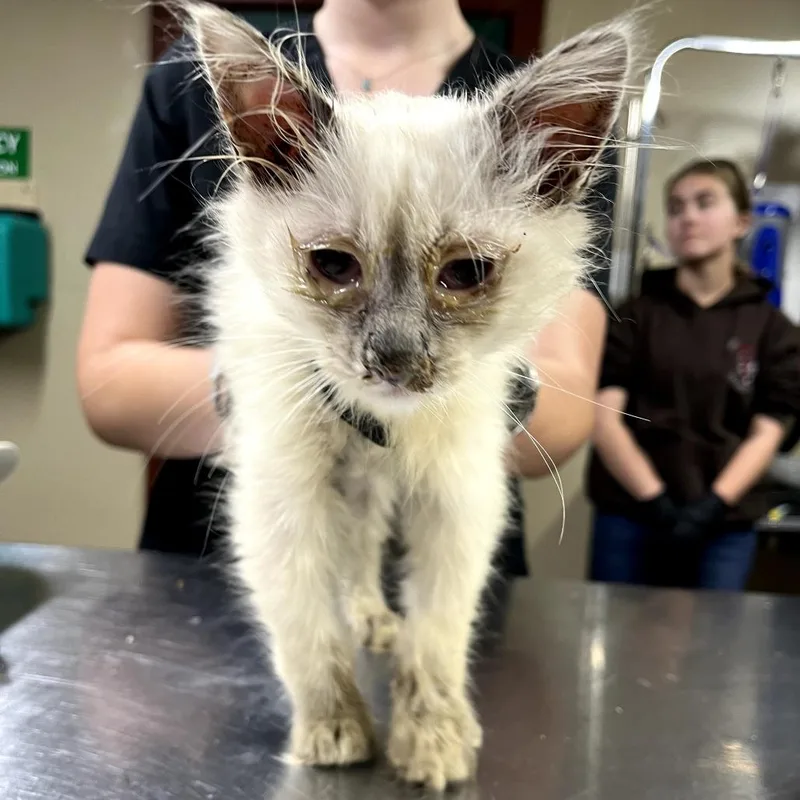 A baby small-sized female White Domestic Long Hair cat named Frittata for adoption in Pauls Valley, OK