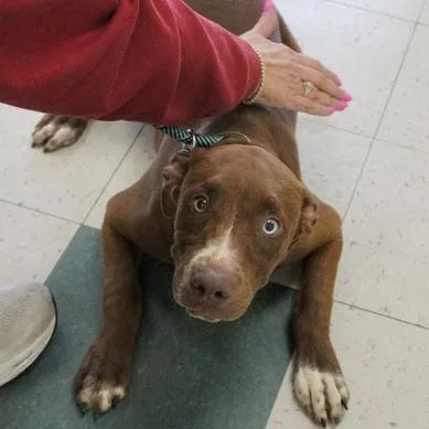 A young medium-sized female Brown / Chocolate Labrador Retriever dog named Bama for adoption in Birmingham, AL