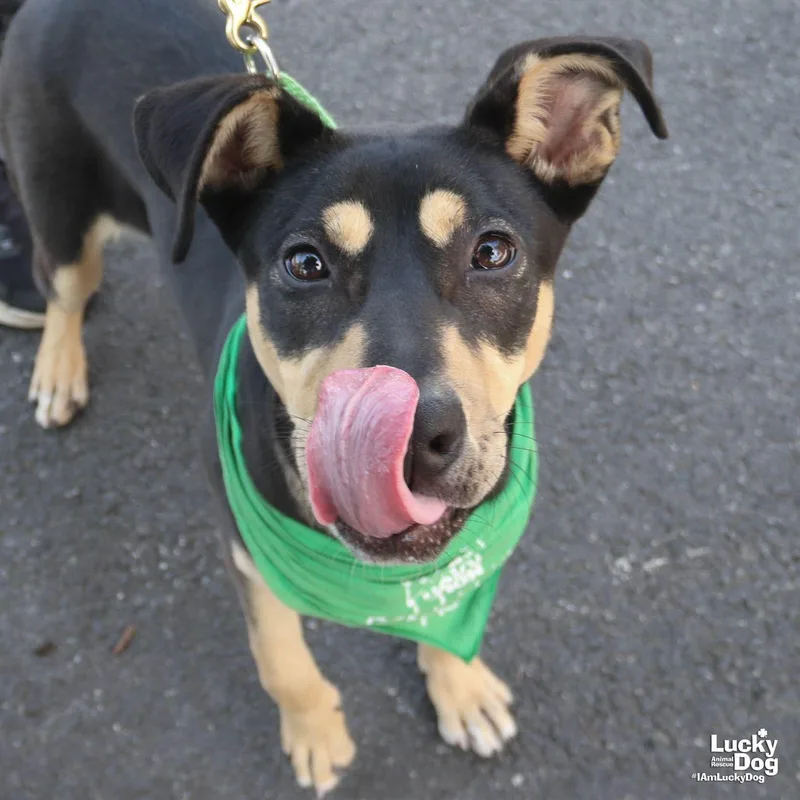 A young large-sized female Shepherd dog named Thelma for adoption in Washington, DC
