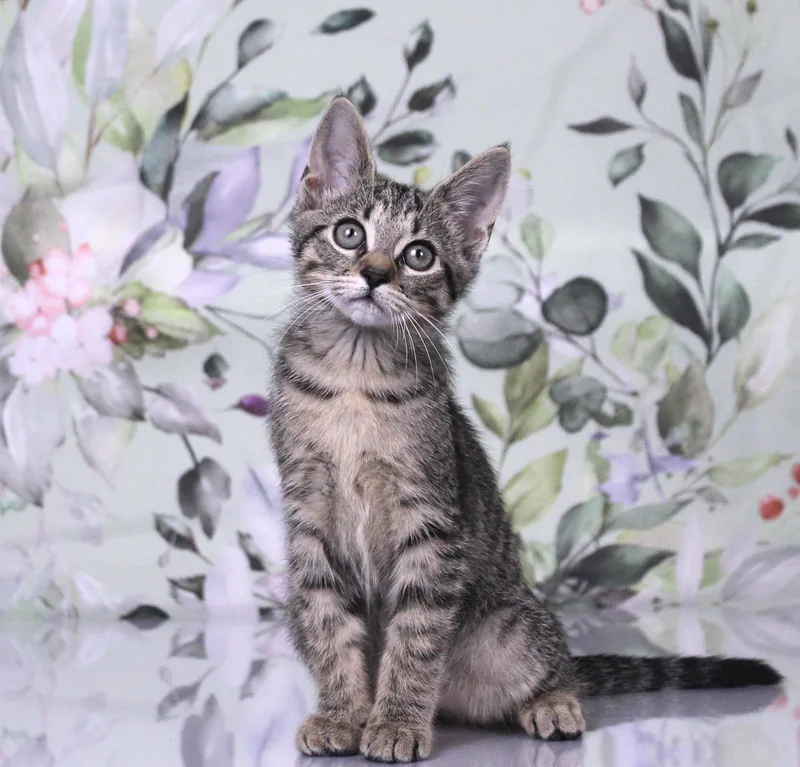 A baby medium-sized female Tabby (Gray / Blue / Silver) Domestic Short Hair cat named Beans for adoption in Tuscaloosa, AL