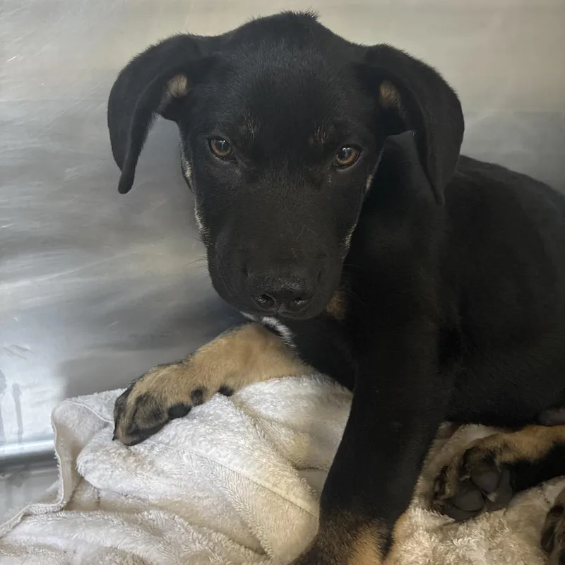 A baby small-sized male Pit Bull Terrier dog named Mars for adoption in Santa Barbara, CA