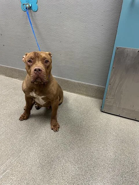 An adult large-sized female Staffordshire Bull Terrier dog named Darling for adoption in Las Vegas, NV