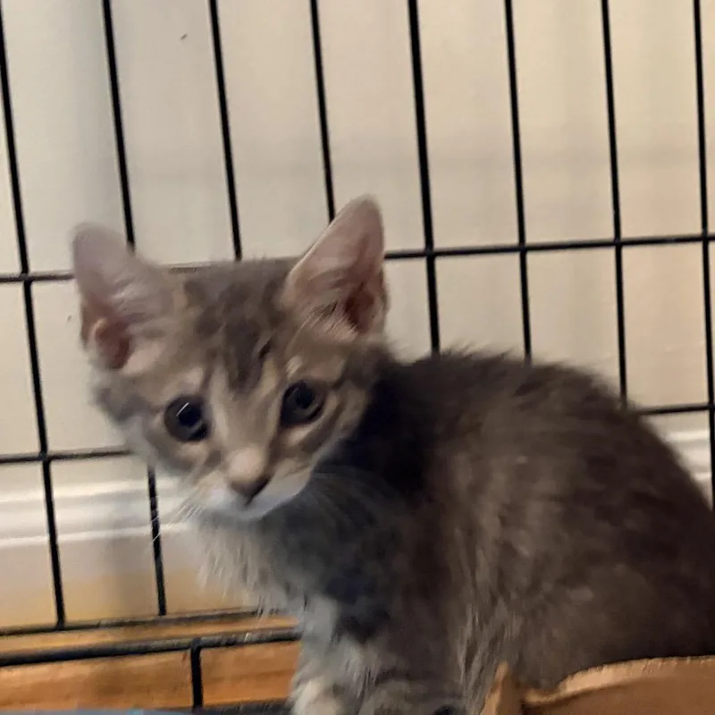 A baby small-sized female Brown / Chocolate Domestic Short Hair cat named River for adoption in Germantown, MD