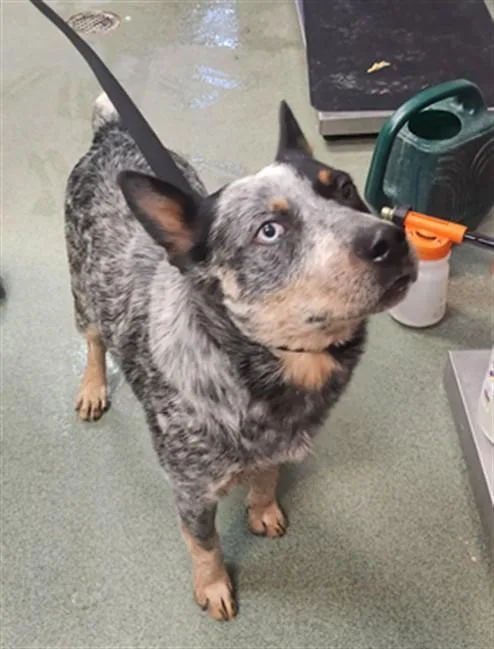 A young medium-sized male Mixed Breed dog named A for adoption in Santa Fe, NM