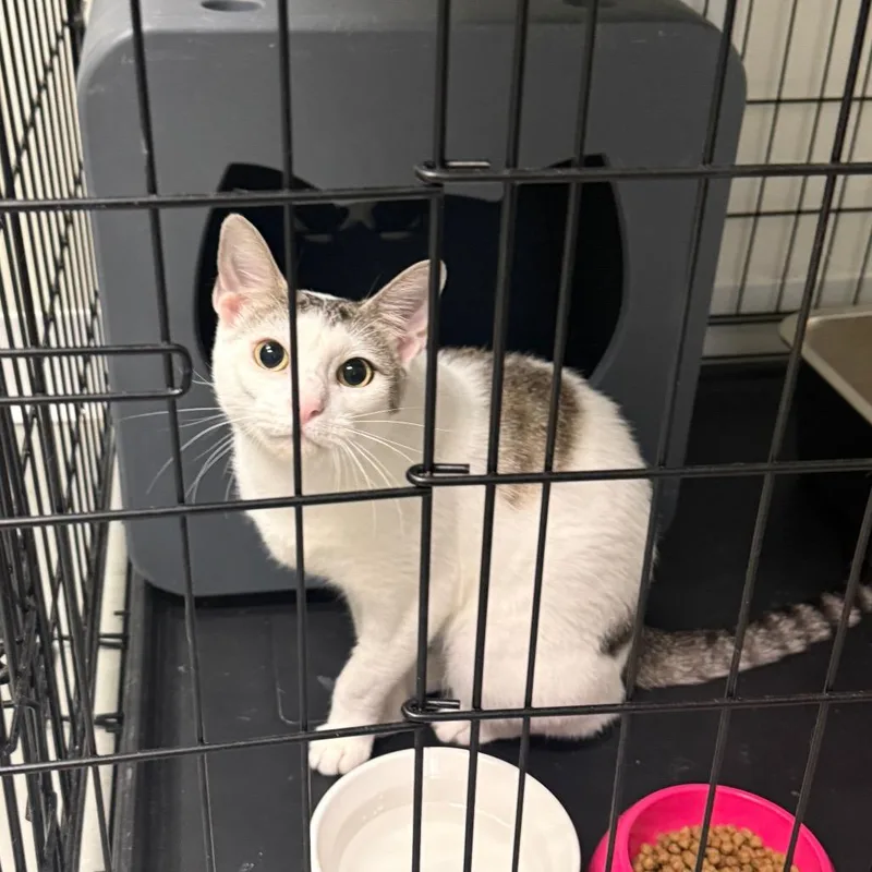 An adult medium-sized female White Domestic Short Hair cat named Elsa for adoption in Houston, TX