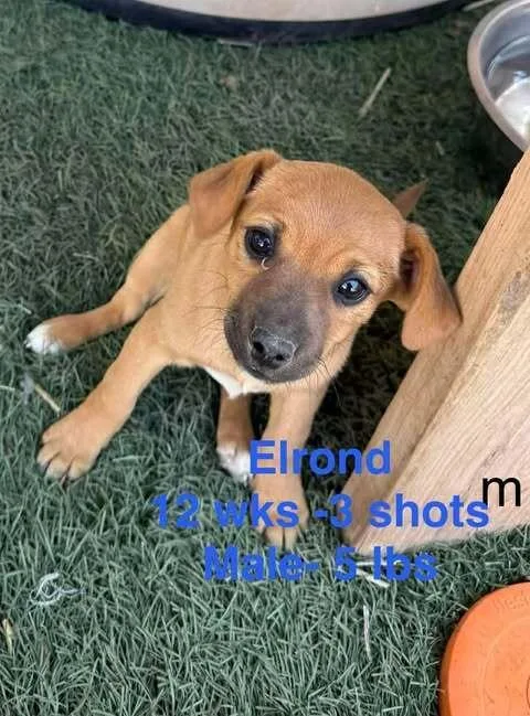 A baby medium-sized male Mixed Breed dog named Elrond for adoption in Waunakee, WI