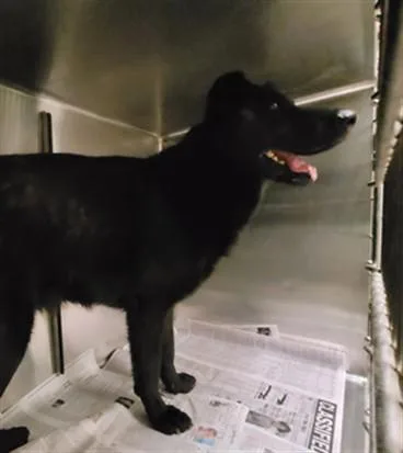 An adult large-sized male German Shepherd Dog dog named Billie for adoption in Van Nuys, CA