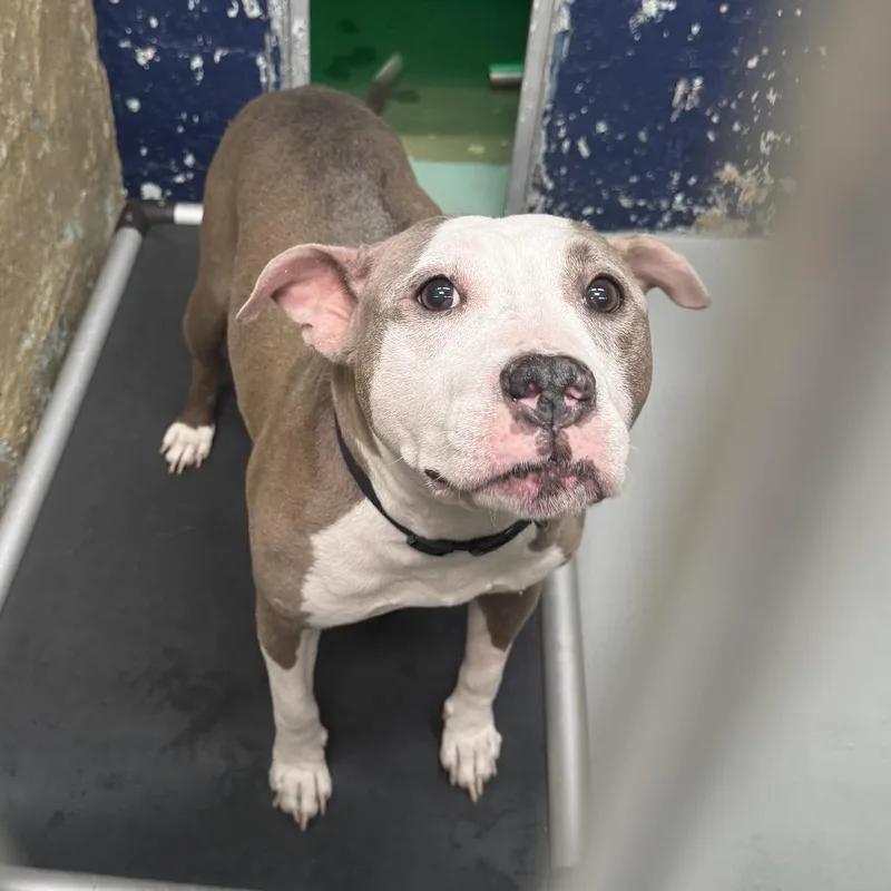 A senior medium-sized female Brown / Chocolate Pit Bull Terrier dog named Princess for adoption in Newark, NJ
