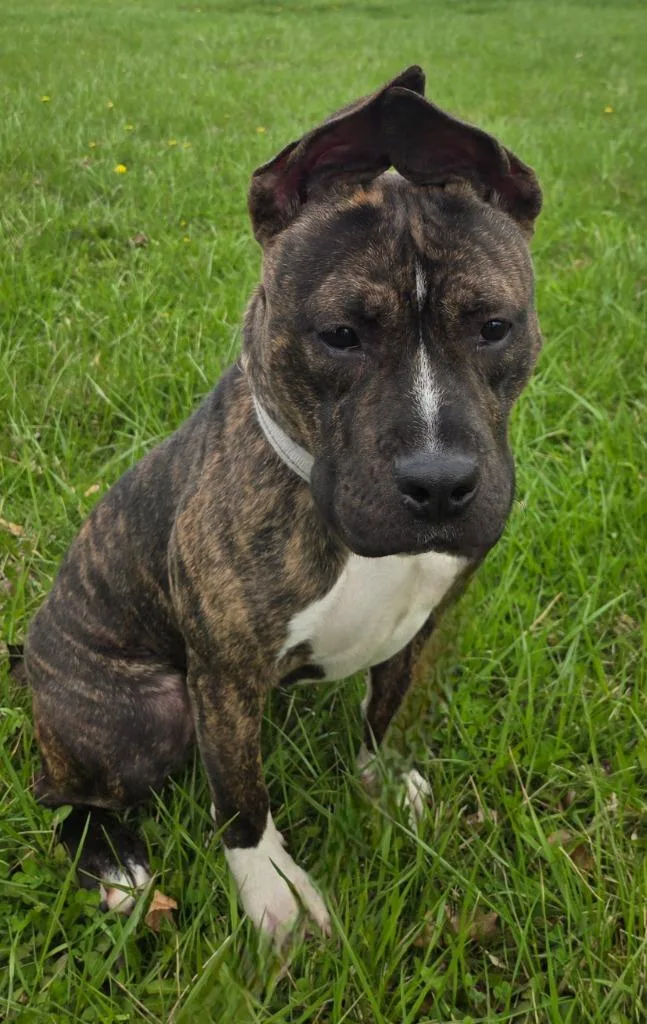 A baby medium-sized female Terrier dog named Coco Puff for adoption in Sandusky, OH