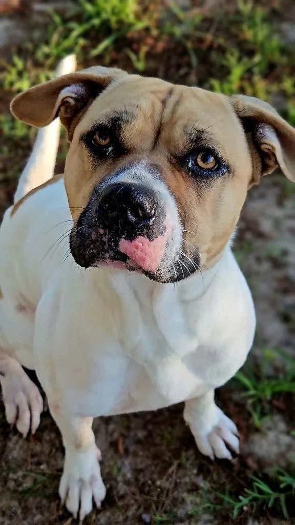 A young medium-sized female Tricolor (Brown, Black, & White) Mixed Breed dog named Missy for adoption in Leesburg, GA
