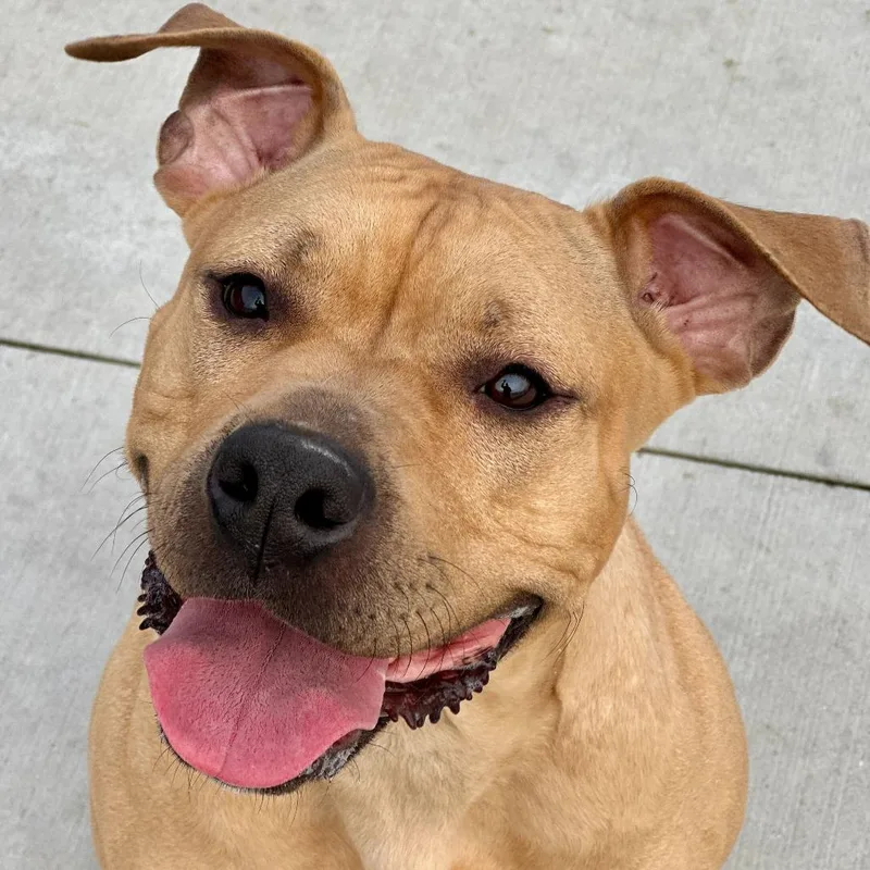 An adult medium-sized female Yellow / Tan / Blond / Fawn Pit Bull Terrier dog named Iris for adoption in Matteson, IL