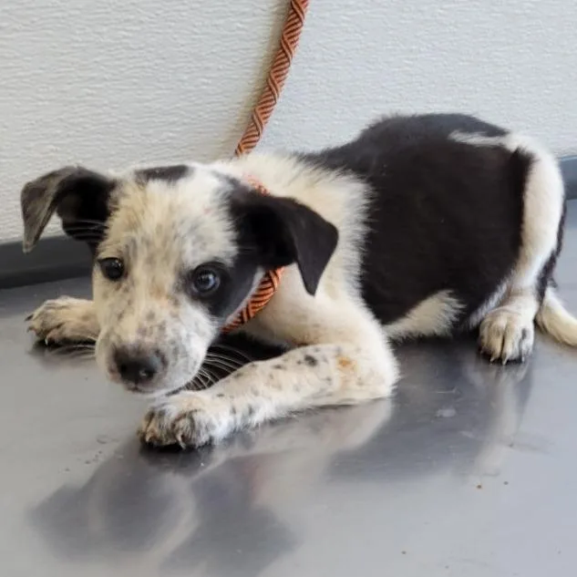 A baby small-sized male Black Cattle Dog dog named Takis for adoption in Parker, CO
