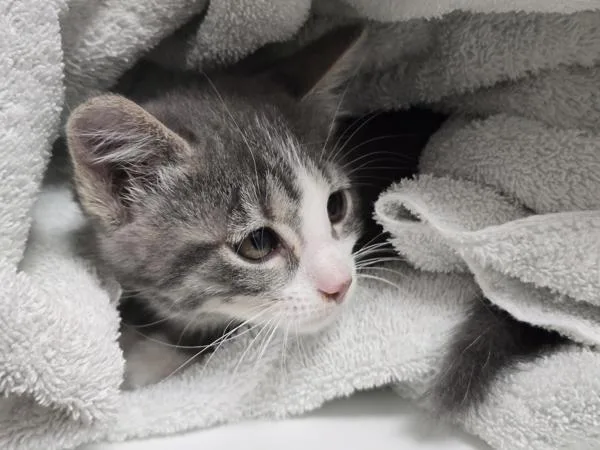 A baby small-sized female Domestic Short Hair cat named Elle for adoption in Vancouver, WA