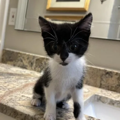 Morgan