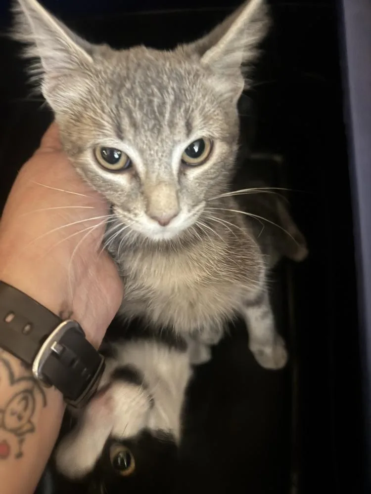 A baby small-sized female Domestic Short Hair cat named Lacey for adoption in Plumerville, AR