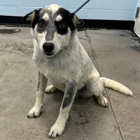 A baby medium-sized male White / Cream Cattle Dog dog named Rocky for adoption in Albany, NY
