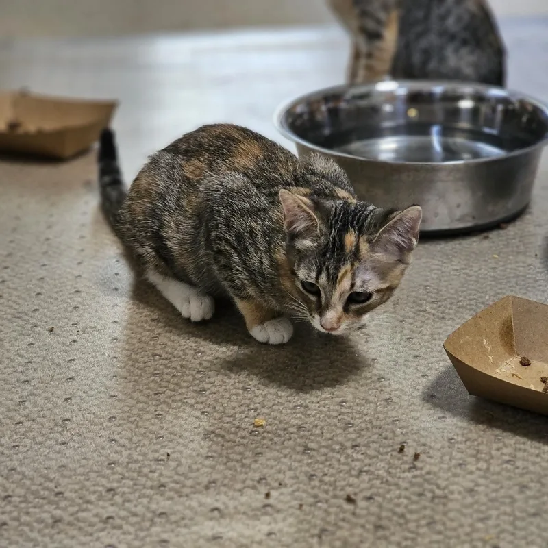 A baby medium-sized female Torbie Domestic Short Hair cat named Gumbo for adoption in Houston, TX