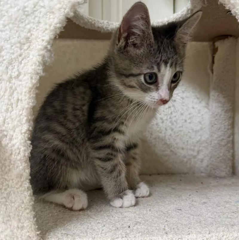 A baby medium-sized male Tabby (Gray / Blue / Silver) Tabby cat named Norris for adoption in Pasco, WA