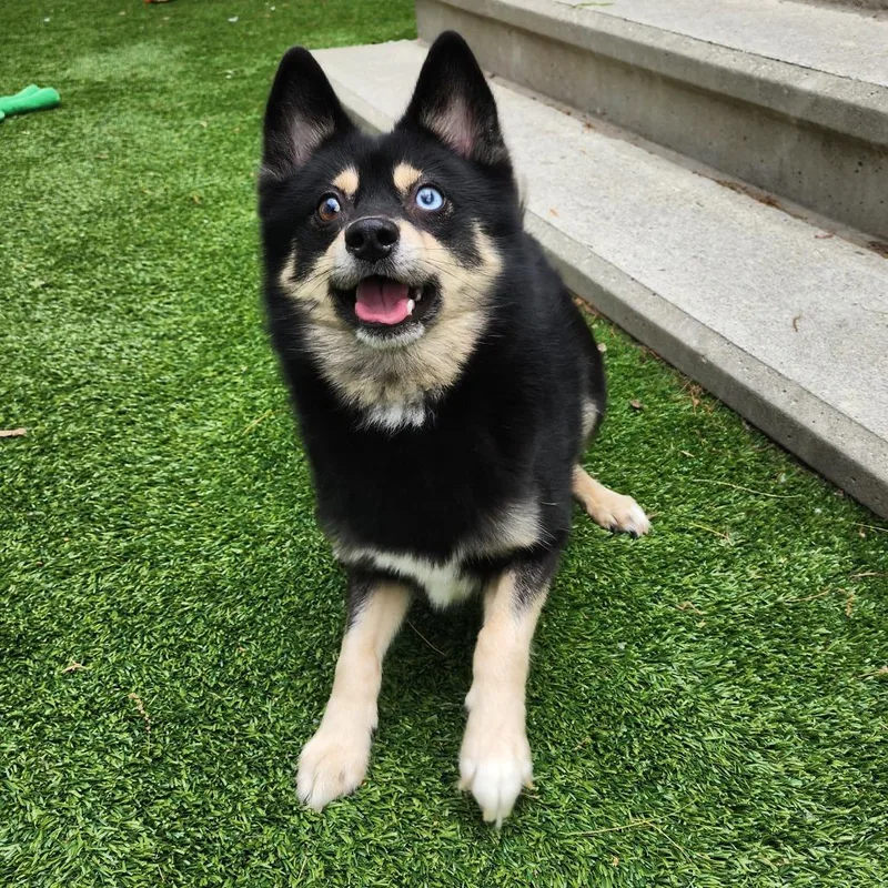 An adult small-sized male Black Husky dog named Jaxson for adoption in Bedford, NH
