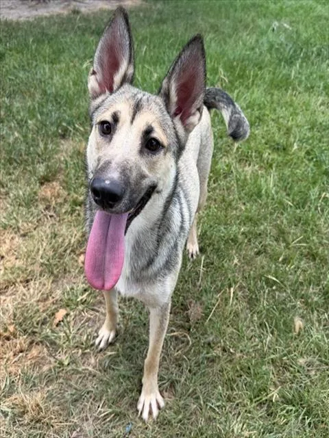 An adult medium-sized female German Shepherd Dog dog named Yaya for adoption in Conroe, TX