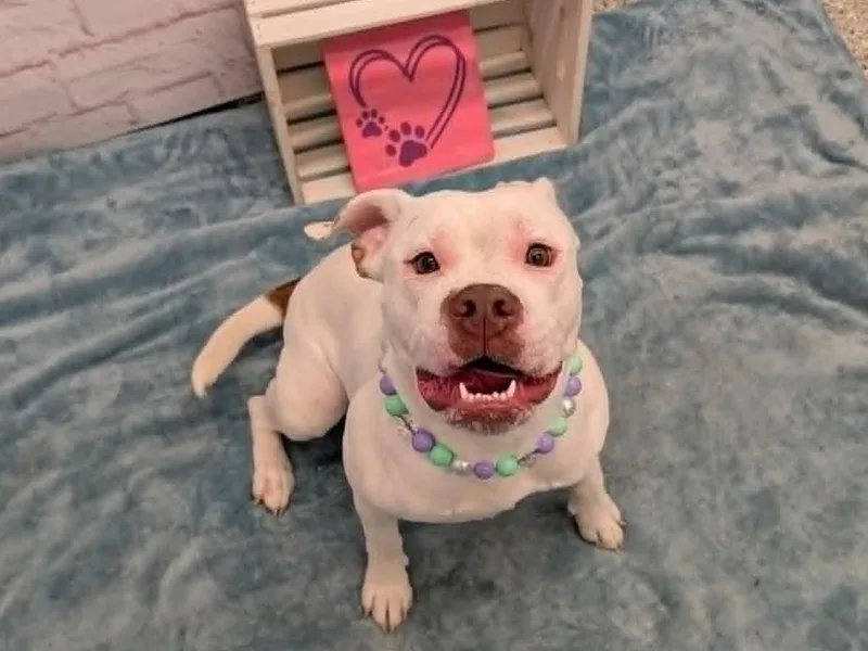 A young medium-sized female Mixed Breed dog named Susan B. Anthony for adoption in Detroit, MI