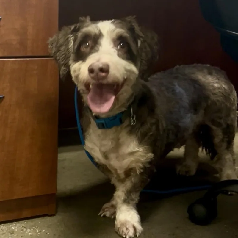 An adult medium-sized male Miniature Schnauzer dog named Bandit Sweet & Shy for adoption in Grass Valley, CA