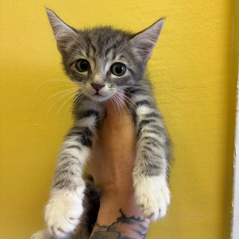 A baby small-sized male Gray / Blue / Silver Domestic Short Hair cat named Smoke for adoption in Webster, TX