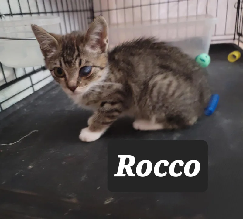 A baby small-sized male American Shorthair cat named Rocco for adoption in Heyburn, ID