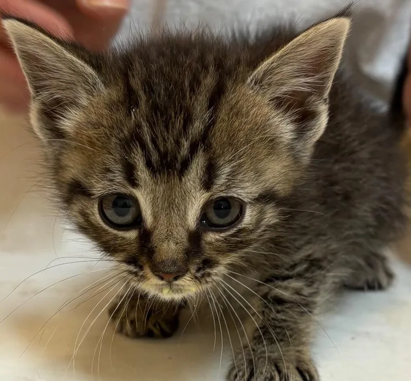 A baby small-sized female Domestic Short Hair cat named Tyra for adoption in Elizabethton, TN