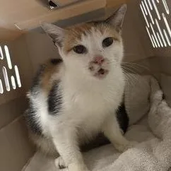 A young medium-sized female Calico Domestic Short Hair cat named Poppet for adoption in Charleston, SC