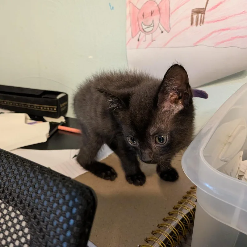 A baby small-sized female Black Domestic Short Hair cat named Violet for adoption in Irwin, PA