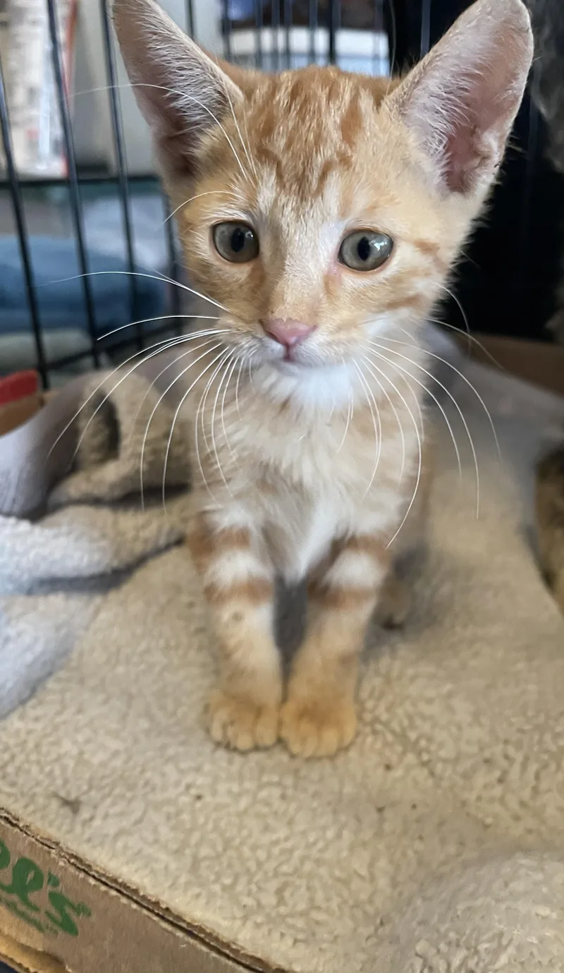 A baby small-sized female Dilute Tortoiseshell Domestic Short Hair cat named Month Litter for adoption in San Antonio, TX