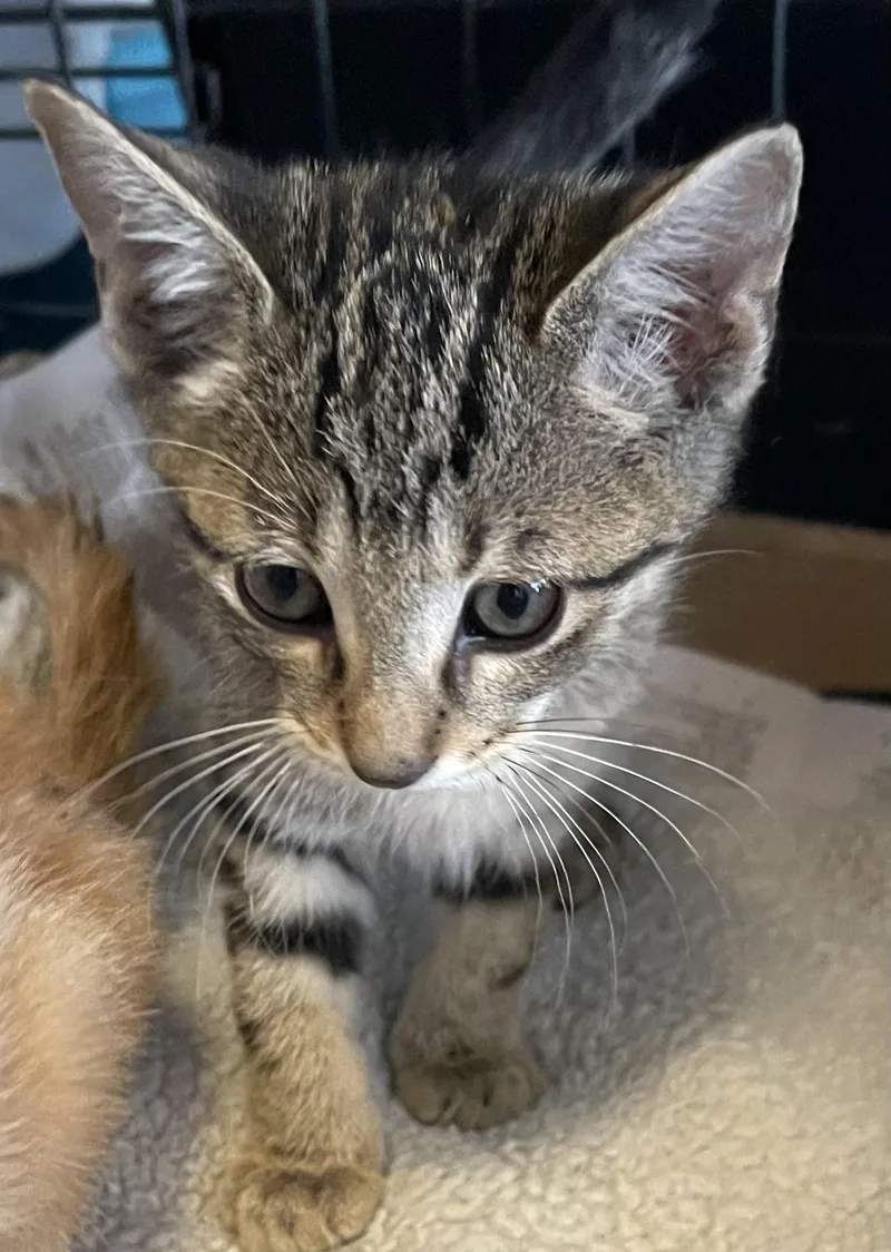 Month Litter thumbnail 3