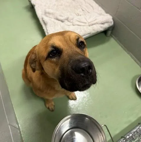 An adult medium-sized male Mixed Breed dog named Shiloh for adoption in Bellaire, MI
