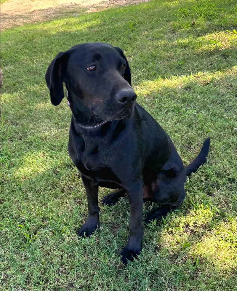 An adult large-sized male Labrador Retriever dog named Guinness for adoption in Pelzer, SC