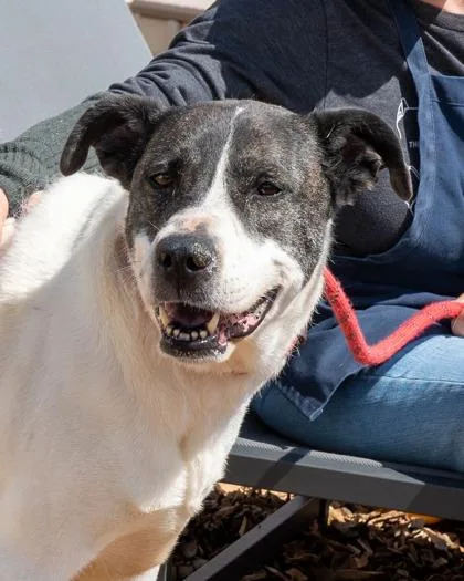 An adult large-sized female Mixed Breed dog named Liz Taylor for adoption in Chamblee, GA