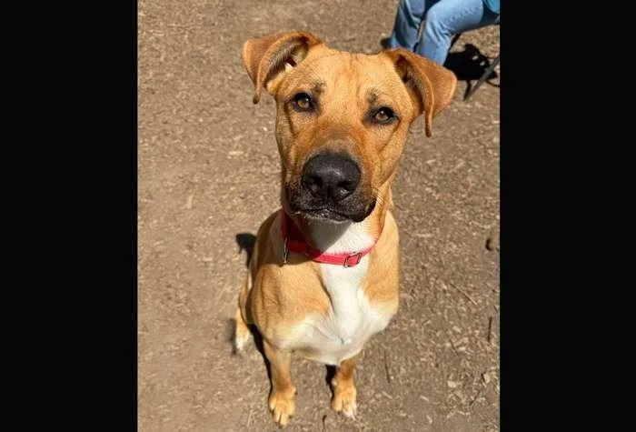 A young large-sized male Labrador Retriever dog named Dingo for adoption in Coupeville, WA