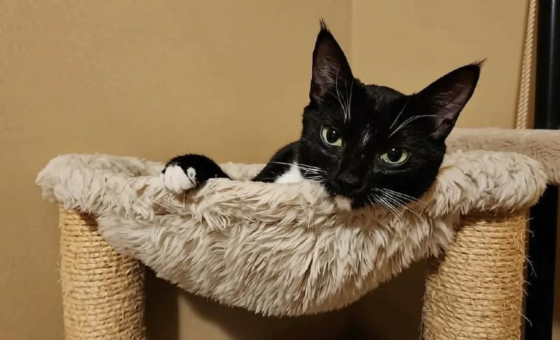 Tuxie thumbnail 2