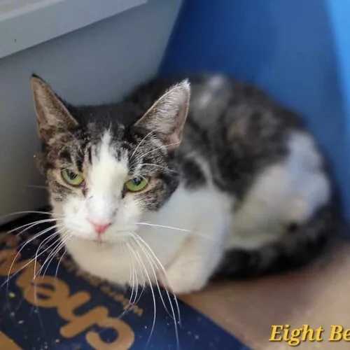 Sleigh Belles thumbnail 3