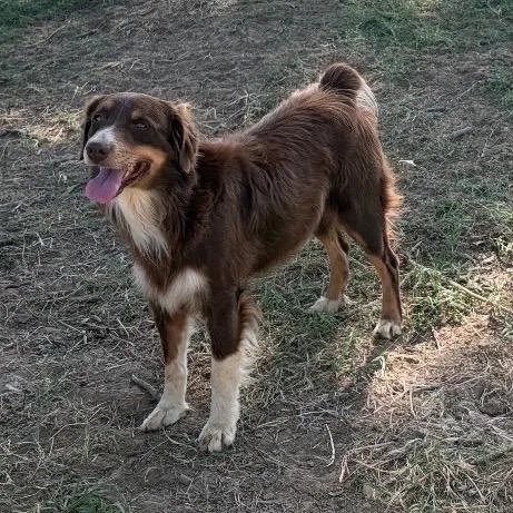 An adult medium-sized male Brown / Chocolate Australian Shepherd dog named Trigger for adoption in Hackett, AR