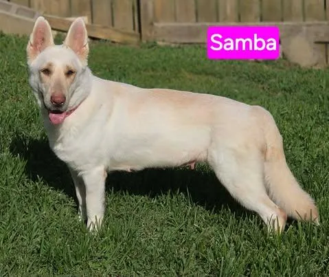 Samba