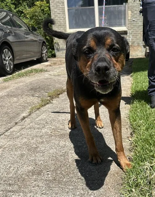 An adult extra large-sized male Rottweiler dog named Rottie for adoption in Dallas, TX