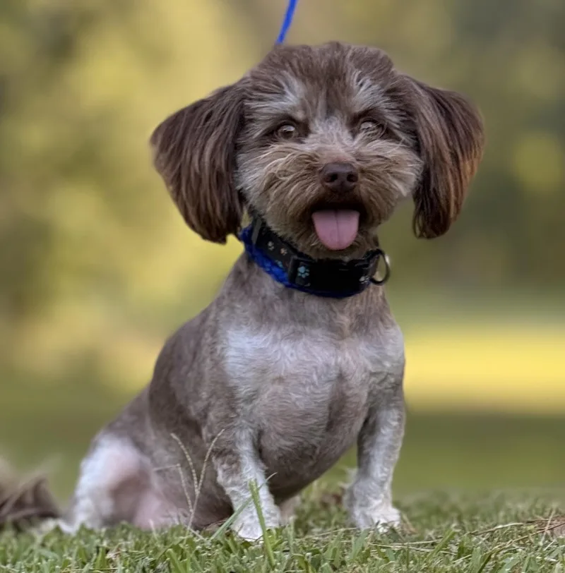 An adult small-sized male Shih poo dog named Dinkie for adoption in Texarkana, TX