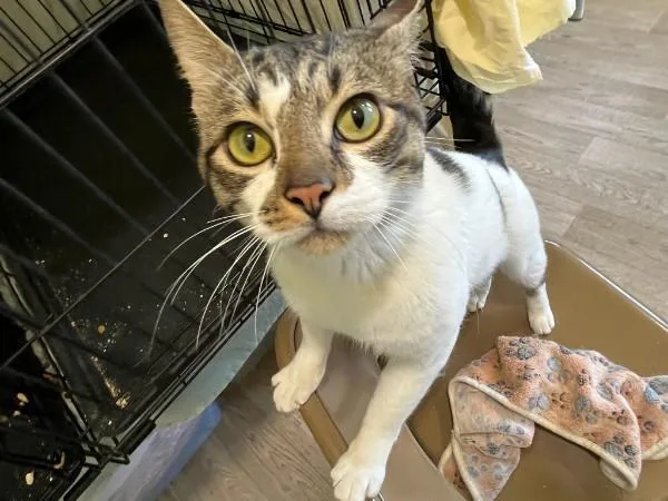 A baby medium-sized male Domestic Short Hair cat named Gideon for adoption in Springfield, OR