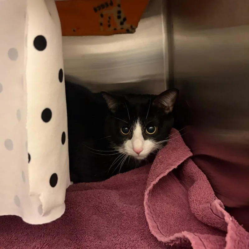 An adult medium-sized male Black Domestic Short Hair cat named Reggie for adoption in Council Bluffs, IA